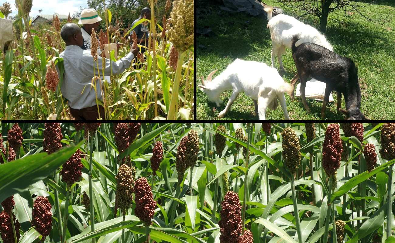Agricultural field with crops